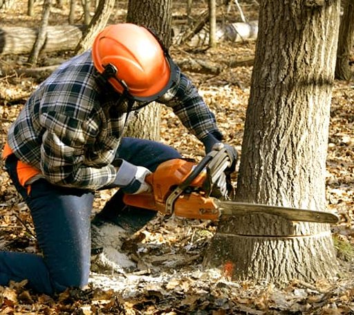 Tree Removal in Grafton, ND